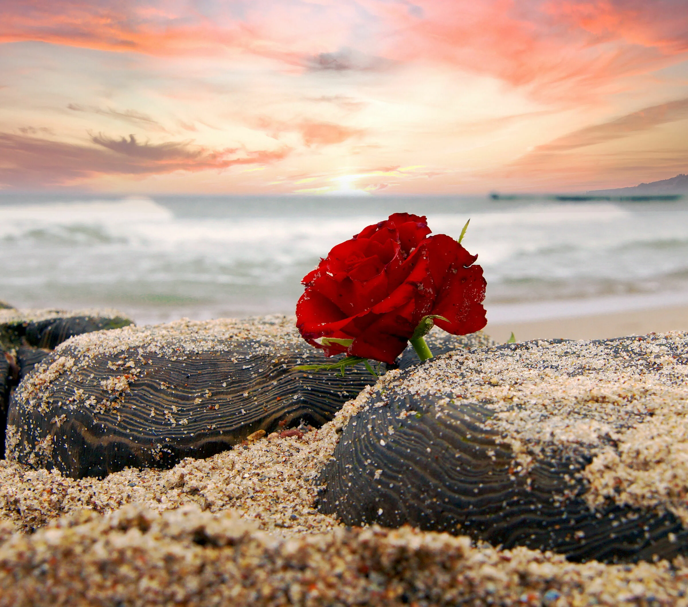 Rote Rosen liegen auf schwarzen Steinen im Sand, am Strand mit Wellen und einem Sonnenuntergang im Hintergrund.